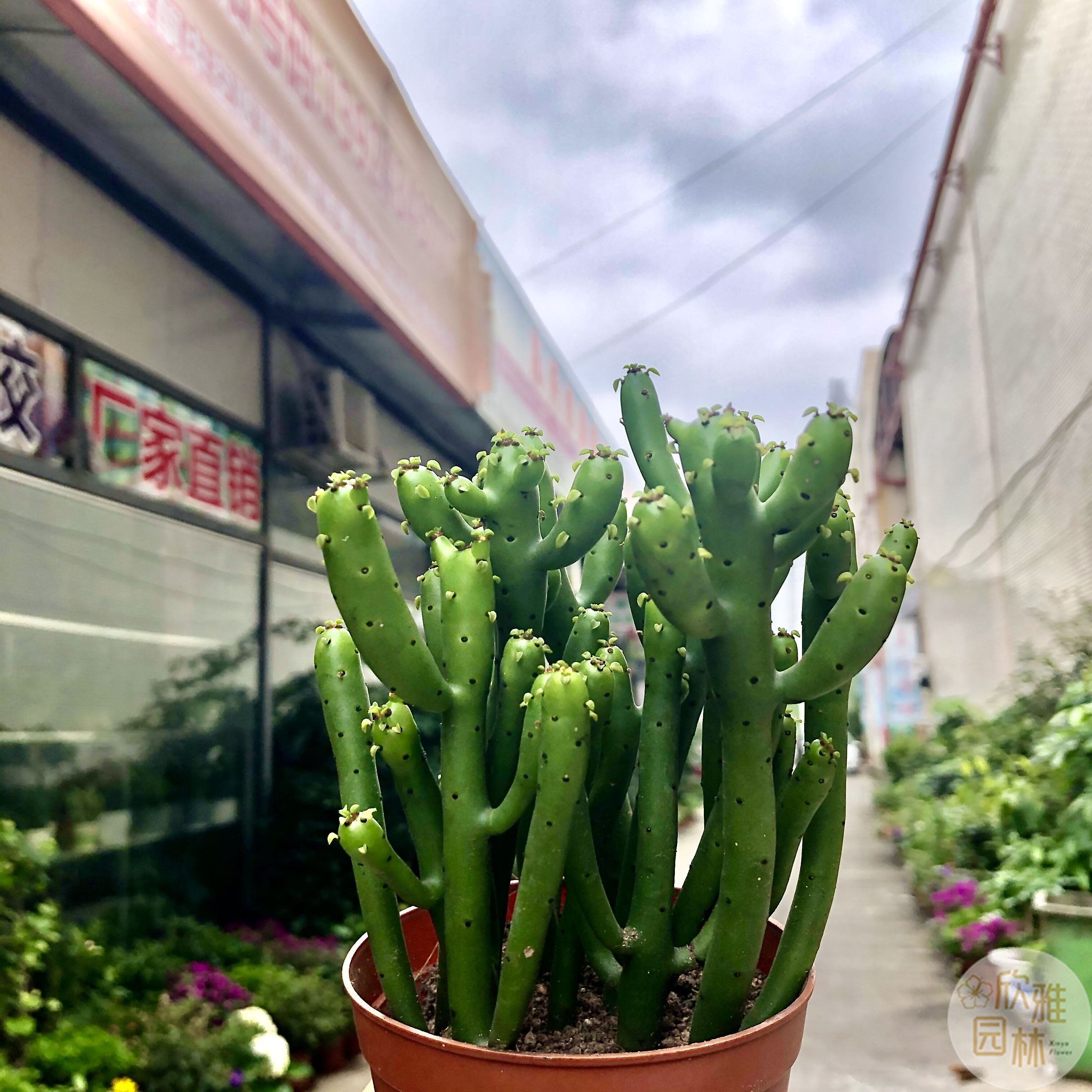 珊瑚棒光棍树绿植盆栽花卉